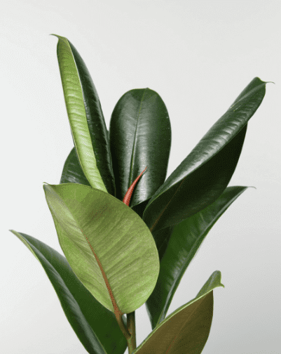 Big Green Leaf Pot | SavvyDerm Skin Clinic in Millville, DE